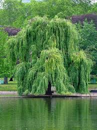 willow2